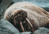 Should You Be Using Python’s Walrus Operator? (Yes. And Here’s Why)