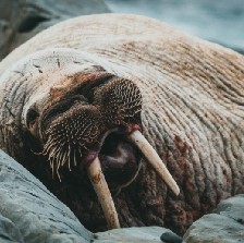 Should You Be Using Python’s Walrus Operator? (Yes. And Here’s Why)