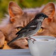 A bird sitting on the rim of a cup challenging an orange cat, seen in the background, to catch it.