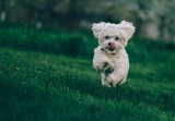 Creating an convolutional neural network to detect dog breeds in pictures